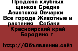 Продажа клубных щенков Средне Азиатской Овчарки - Все города Животные и растения » Собаки   . Красноярский край,Бородино г.
